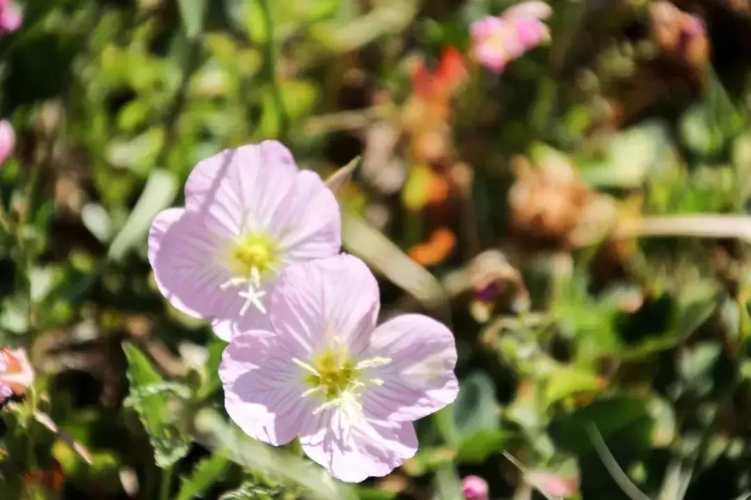 凉山最漂亮的花海,西昌赏花攻略