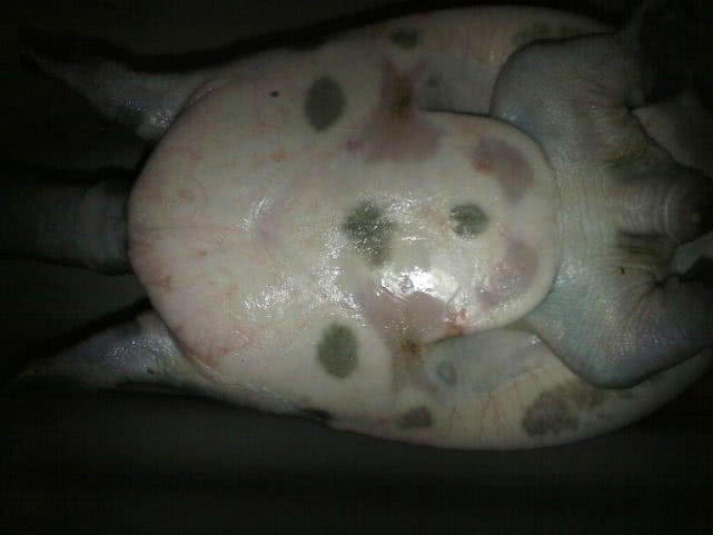 野生甲鱼的生活习性及钓法,20斤的野生甲鱼多少年能长这么大