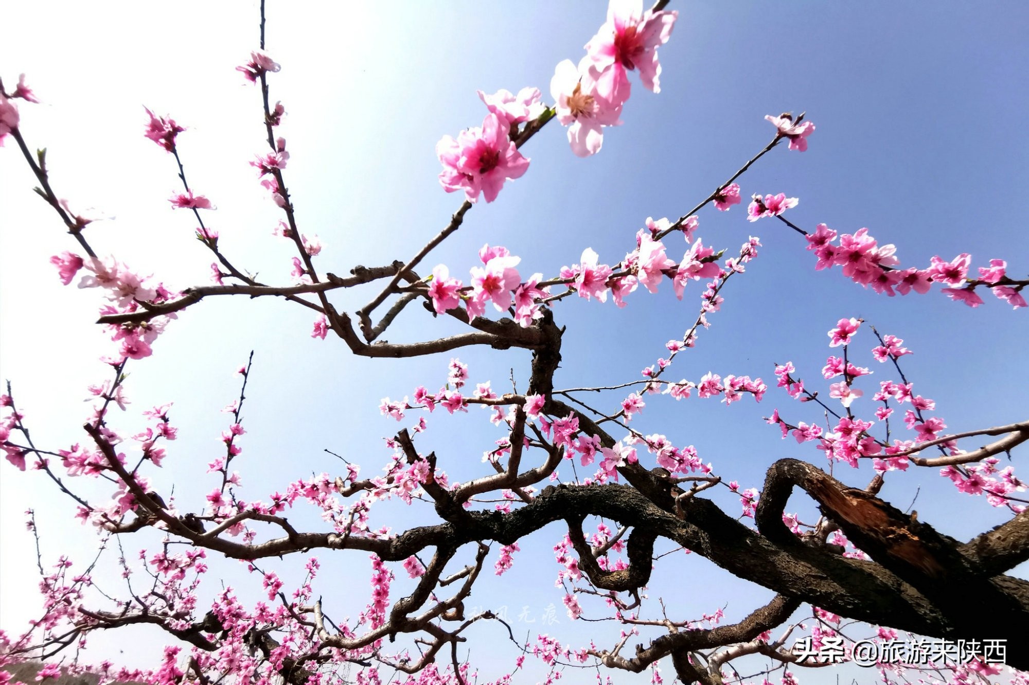 长安区王莽千亩桃园,西安王莽万亩桃花源