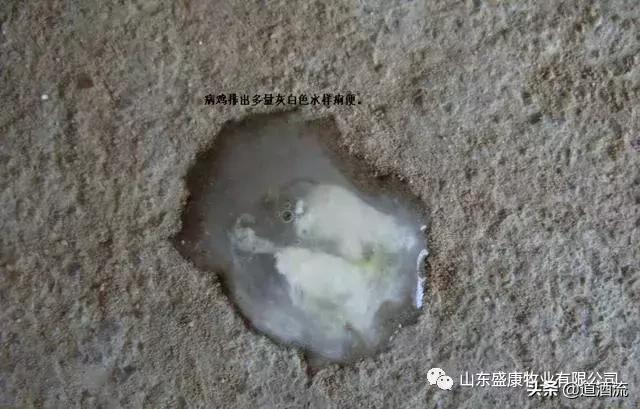 鸡咳嗽哮喘拉白痢用什么药治疗,鸡白痢怎么治疗才能彻底根治