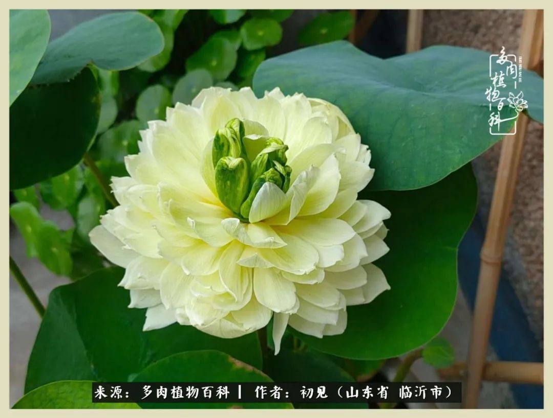 和多肉植物相伴,和多肉相处的心情