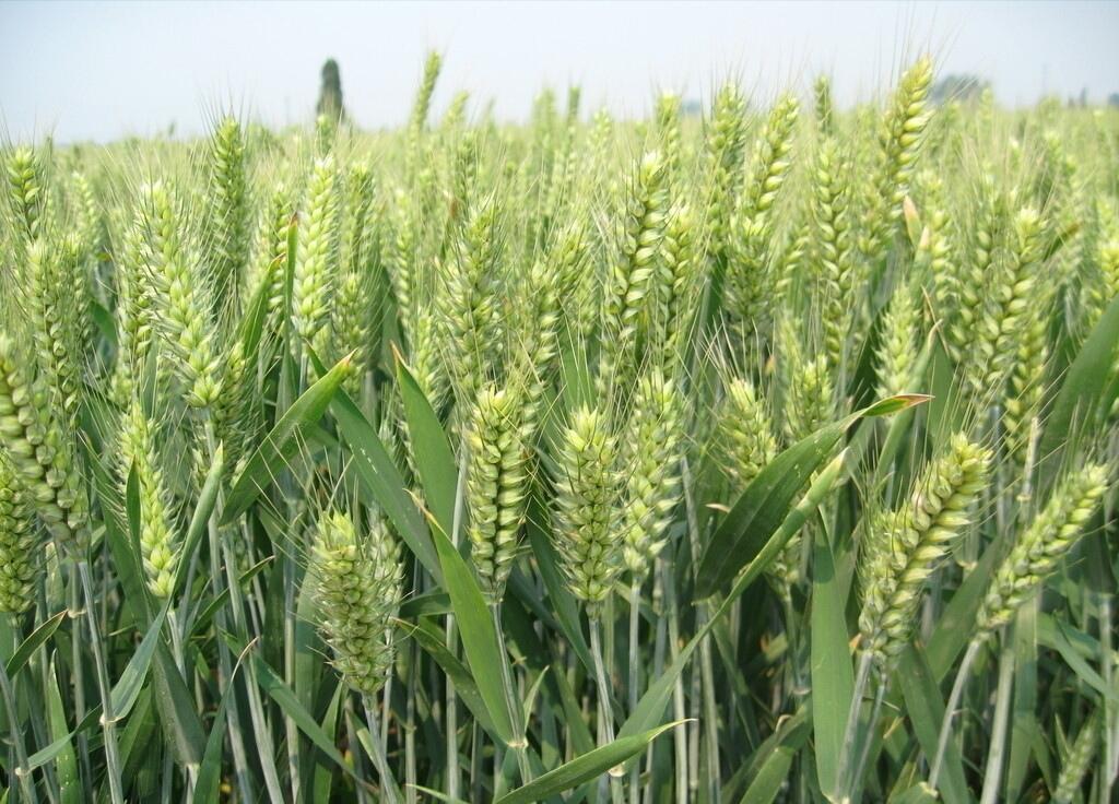 五谷丰登里面的五谷都是什么,五谷丰登的五谷是指哪五谷怎么读