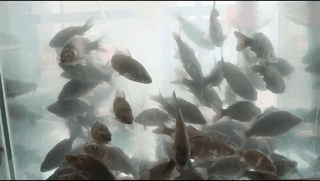 可爱的小蝌蚪视频,可爱的小蝌蚪三年级300字