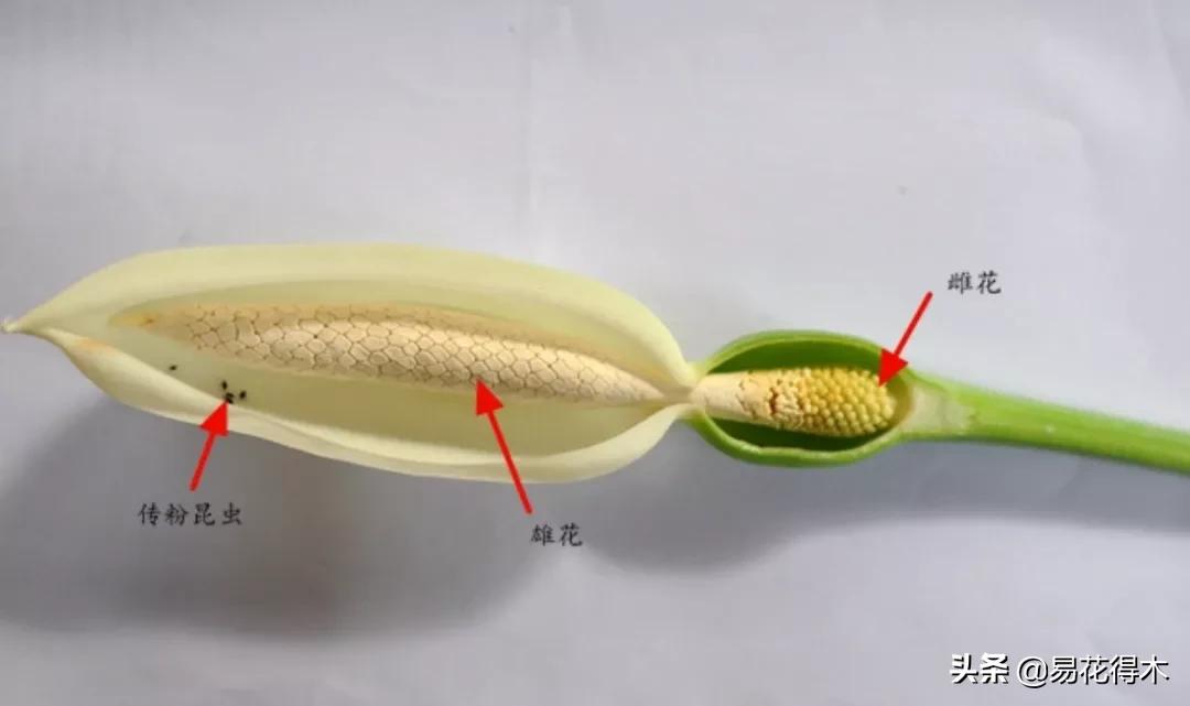 四季开花香味浓的观花植物,观叶型花卉有哪些花可以吃