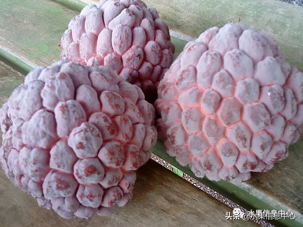 目前释迦最好的品种,粉色释迦