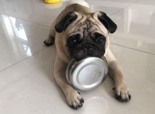 狗狗吃饭不老实教你一招马上纠正,狗狗吃饭太快还护食怎么改正