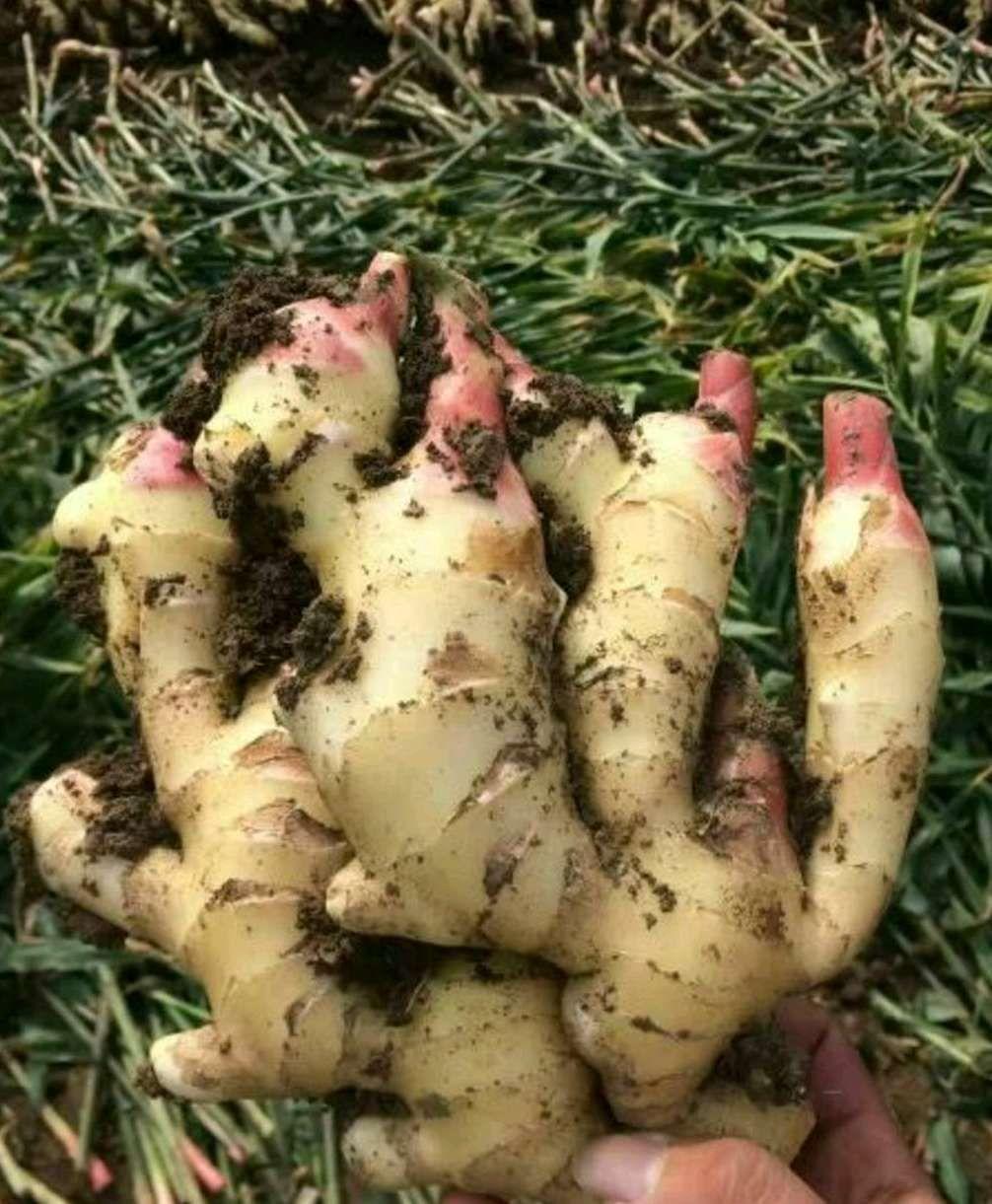 把姜种到花盆当绿植观赏,生姜无土盆栽观赏