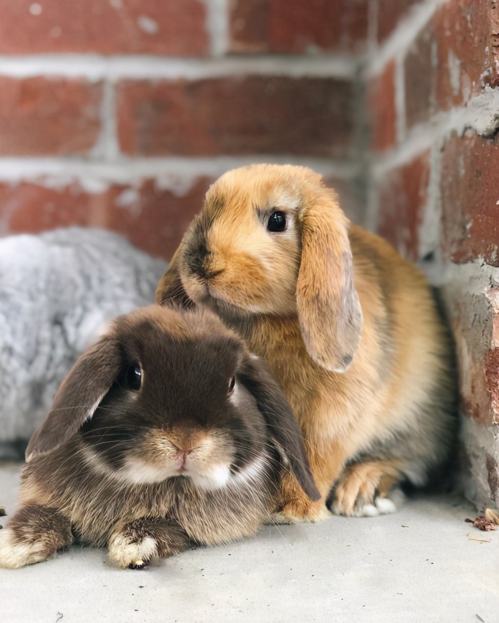 兔子歪头症是不是脑子有虫,兔子为什么老歪着头