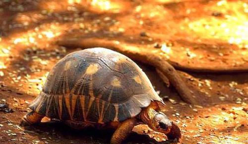 养殖龟分析,养殖陆龟犯不犯法