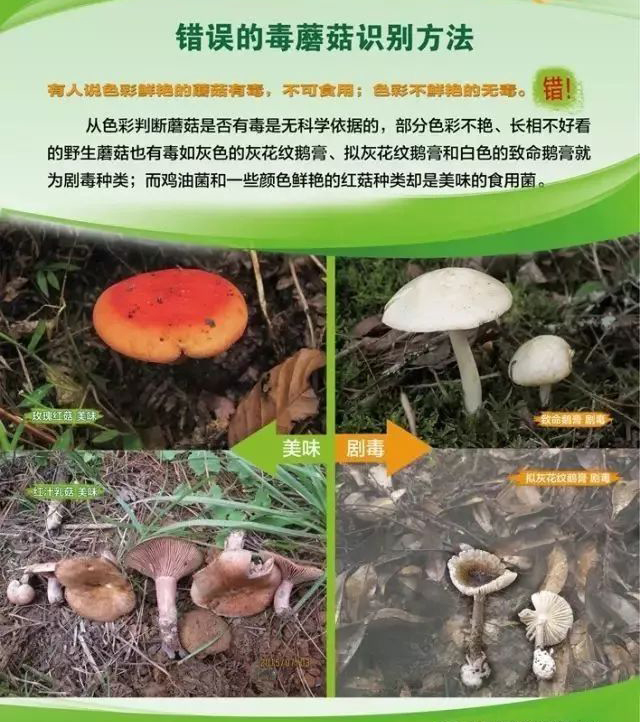 误食蘑菇祖孙三代,最容易误食的毒蘑菇有哪些