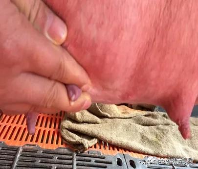 治疗母猪乳房炎最好的方法,母猪乳房炎最好的治疗方案