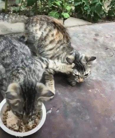 猫咪界干饭王,喵界干饭王