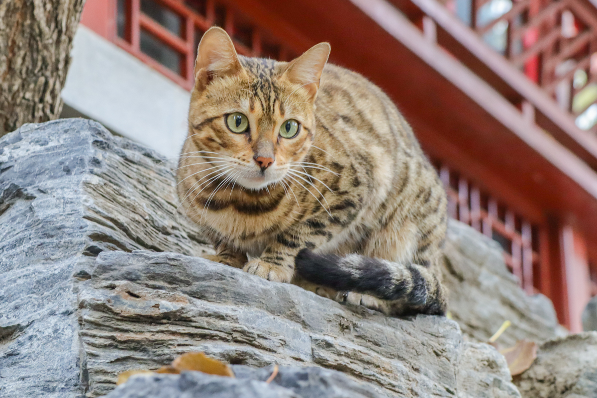 佳能eosm2值得买吗,佳能发布eosm200入门级无反相机