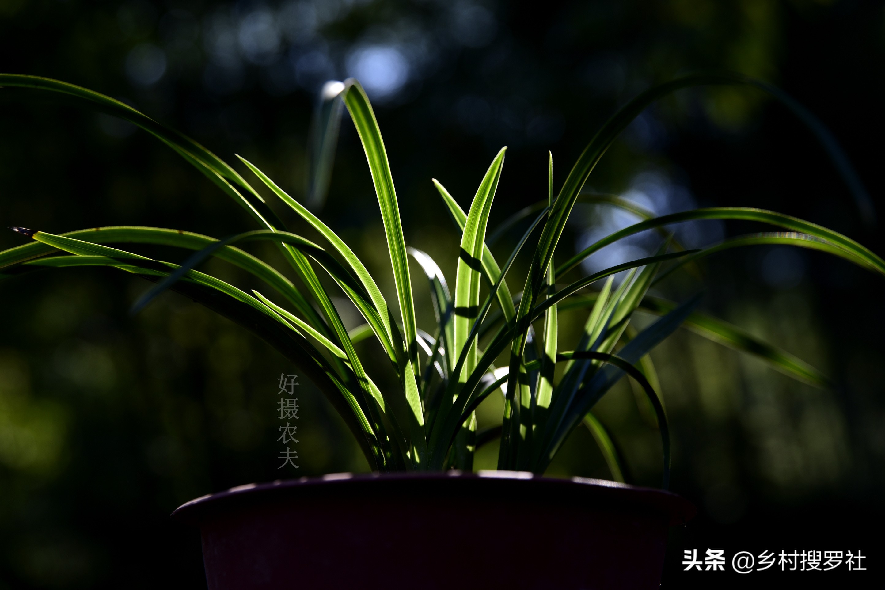 养兰花浇水避开这3点根壮花香,兰花耐旱能力强少浇水就能养得好