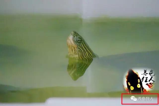 南石龟草龟花龟哪个体型大,草龟花龟珍珠龟哪个更好养