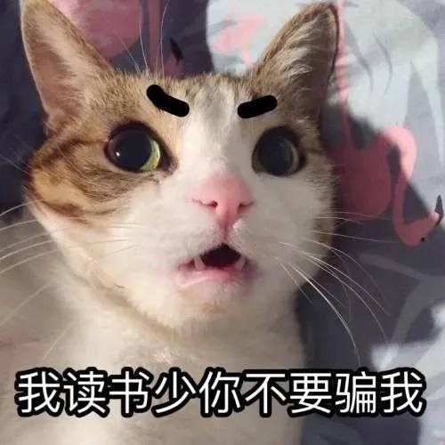猫咪胡须对猫有什么影响,猫咪的胡子能招财吗