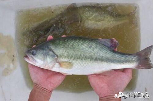 加州鲈鱼养殖温度,加州鲈气温