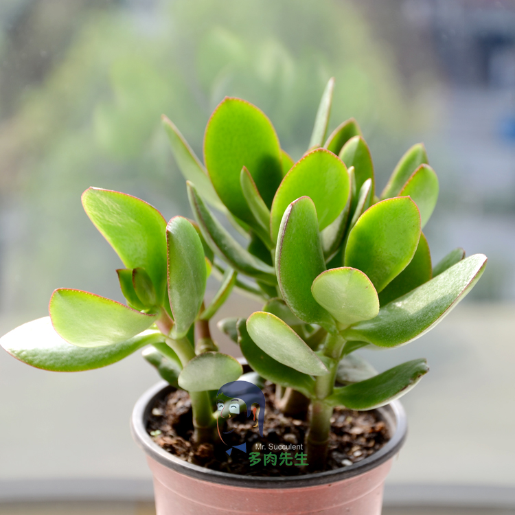 耐阴多肉植物室内,30种耐阴植物室内盆栽