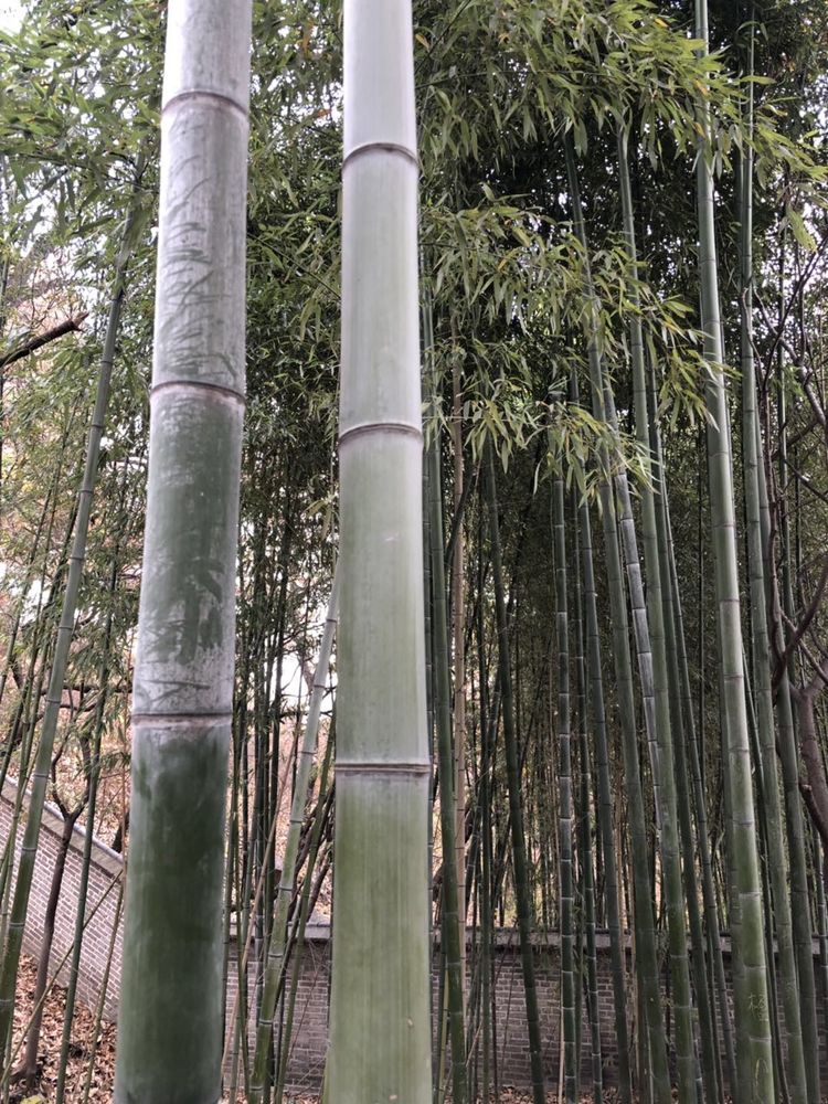 临沭冠山银杏树,临沭冠山道教