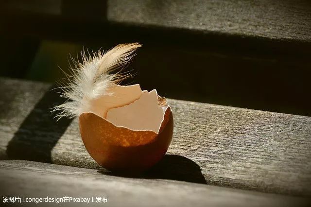 鸡蛋壳用途多千万别扔掉,鸡蛋壳有什么疗效