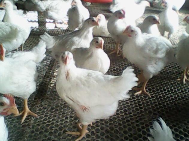 817肉鸡最佳养殖时间,花30分钟看新闻