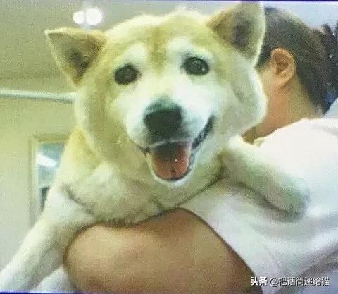 当小猫咪遇上大型犬,当小猫咪遇到大狗狗真是太温馨了