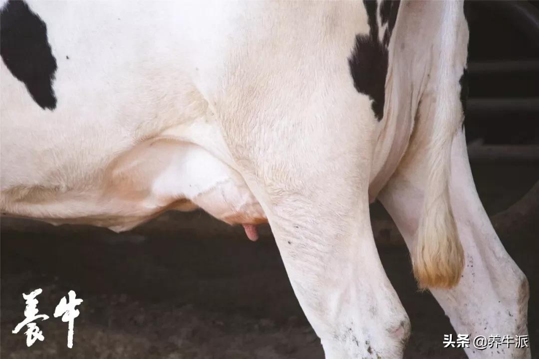 母牛乳房炎是什么菌引起,牛二级乳房炎的症状与表现