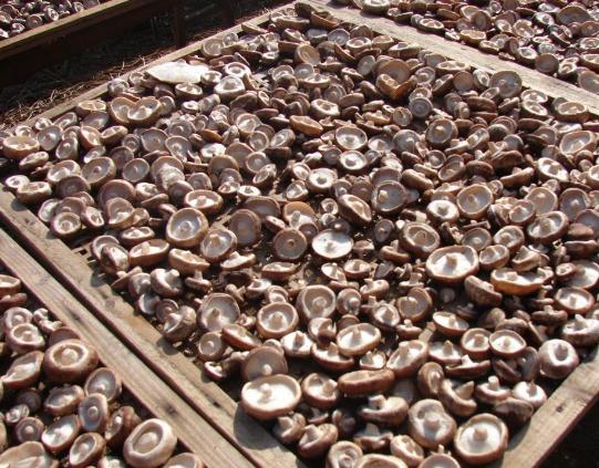 干香菇怎么泡发,干香菇煮多久熟