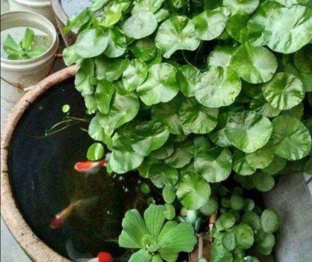 破缸种花效果图,破了的坛子种花