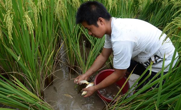 正宗原生禾花鱼,真正意义上的禾花鱼