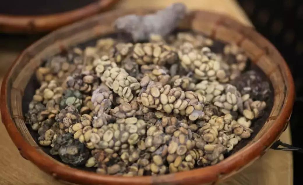 猫屎咖啡是真猫屎么,为什么猫屎咖啡如此之贵