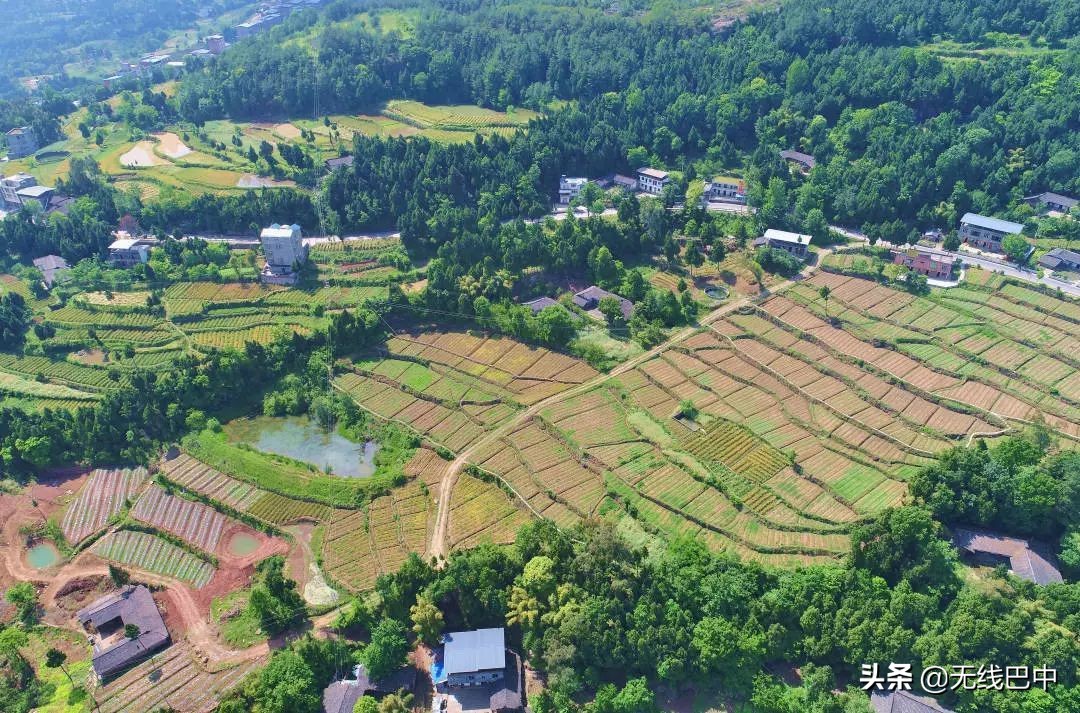 产业观察：“中国芦笋之乡”为何按下“慢进键”？