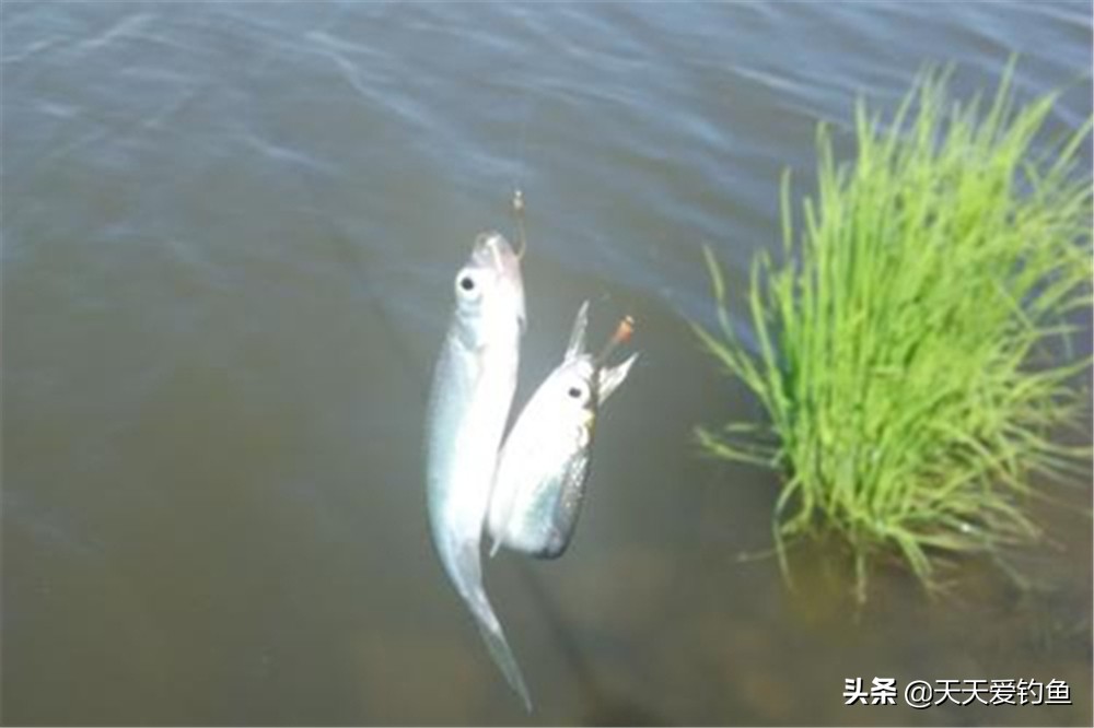 手竿怎么钓白条鱼最快最有效,手竿狂拉白条的几种方法