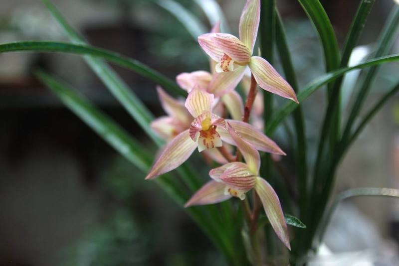 盘点世界各国国花你最喜欢哪种,世界各国国花大全及寓意图片