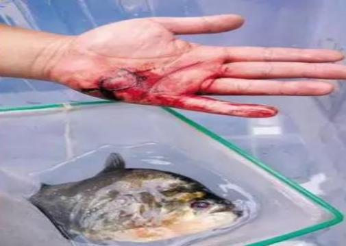 筑牢国门生物安全防线,国门生物安全当好国门卫士