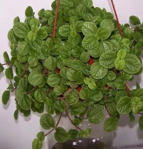 吸甲醛最好的十种花,甲醛潜伏