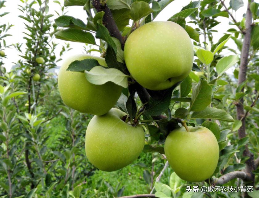 苹果缺锌易患小叶病,苹果小叶病缺镁缺锌