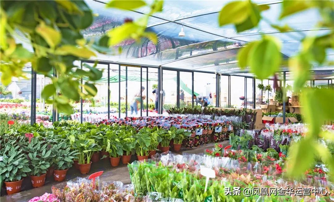 金华新狮街道花木之窗,婺城花木之窗