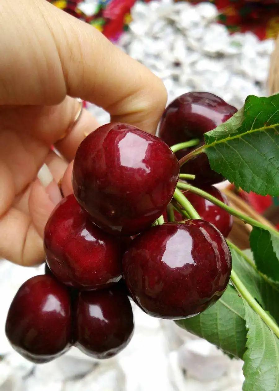 首批智利车厘子海运落地新发地，15分钟被抢光，太火了