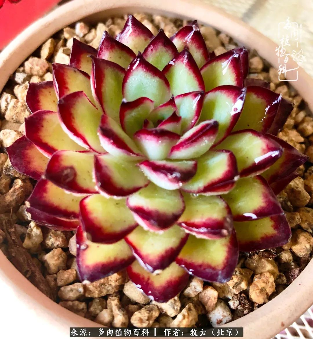 多肉植物生活,多肉生活充满诗意