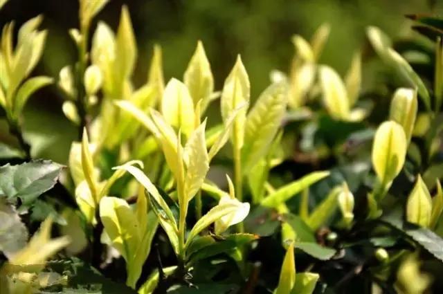 大自然唯美黄山风景摄影,打卡歙县蜈蚣岭高山茶梯田