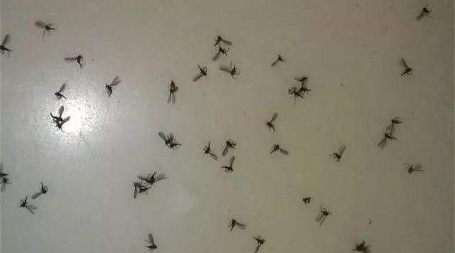 家里小飞虫最有效的小妙招,家里驱飞虫最有效的方法