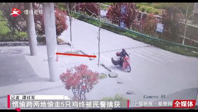 【十堰】竹山老汉家里4只大公鸡不见了！一看视频惊了：快把这贼娃子抓住！