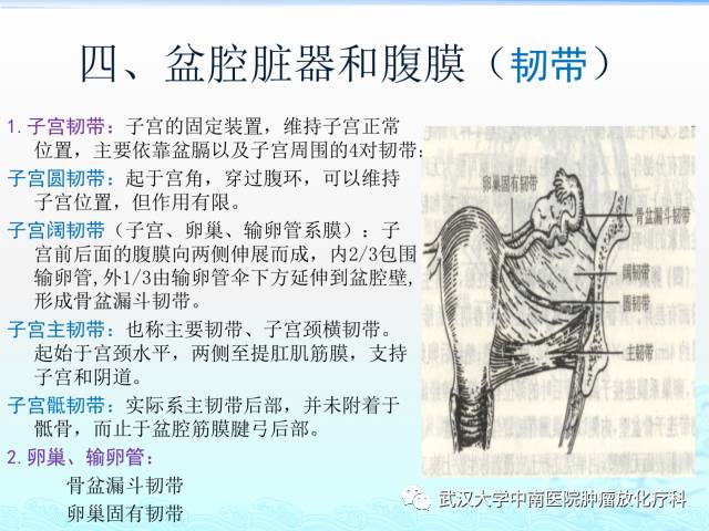 女性盆腔解剖与断层影像