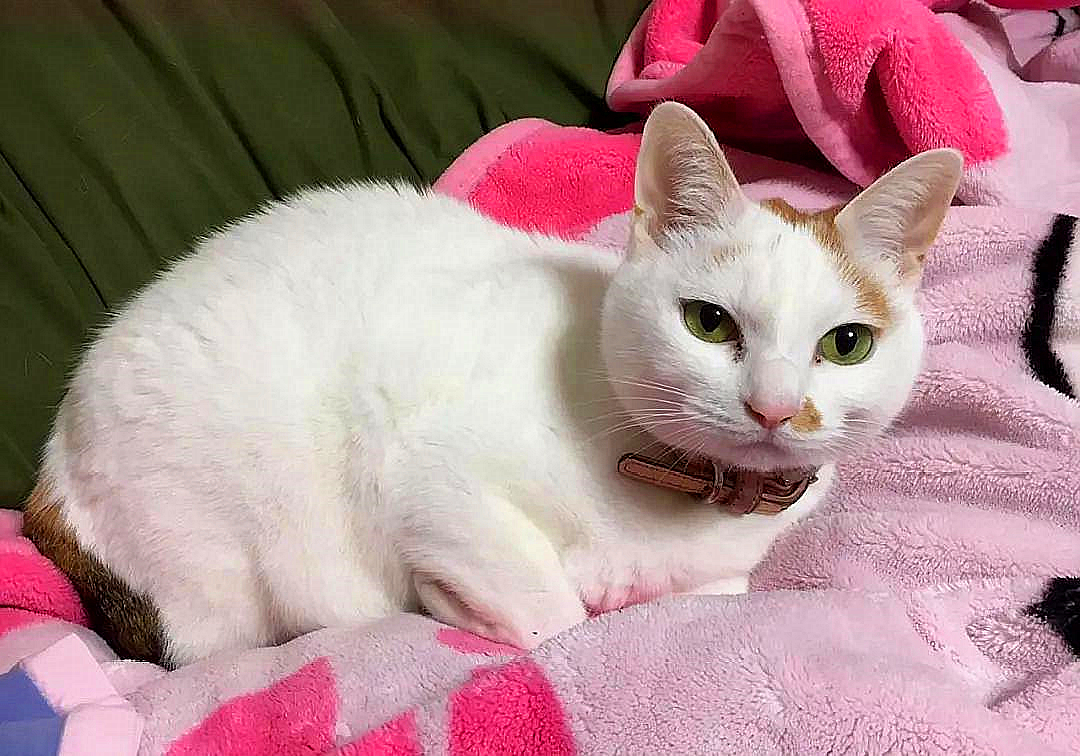 猫咪感冒打喷嚏流鼻涕是猫鼻支吗,猫咪感冒流脓鼻涕是什么情况