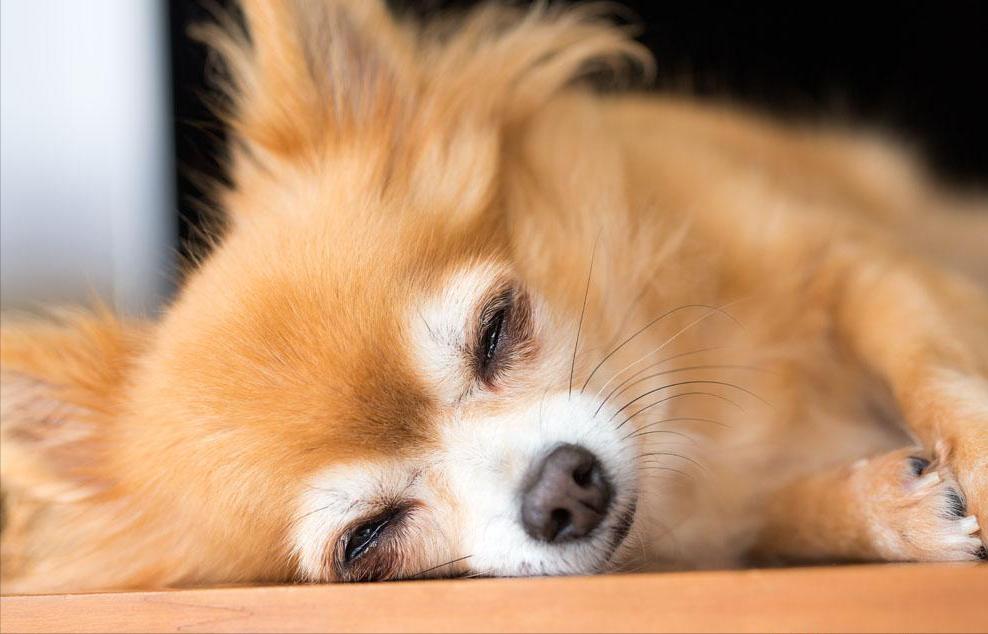 我家狗老是哼哼唧唧的,我家狗有窝不睡就睡地上