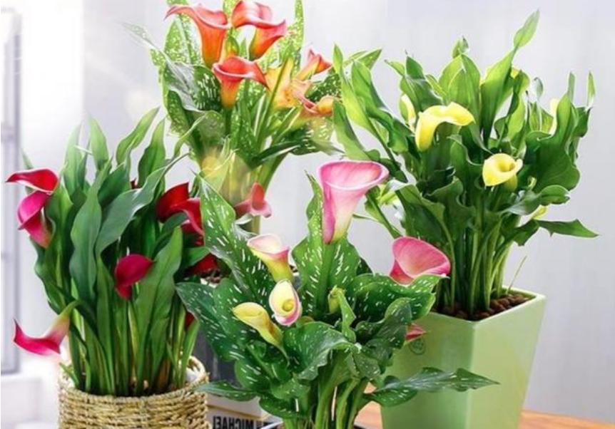 最美丽的五种花,最美丽的5种花