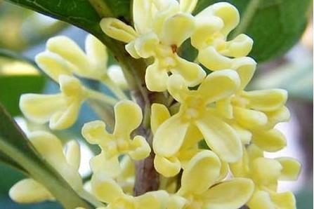 24个节气24朵花,你觉得24节气里面哪个节气最美