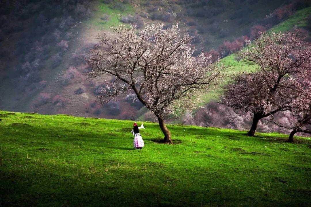 为什么说伊犁是一片净土,伊犁最后的一片净土