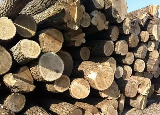 你知道什么叫木匠吗,你知道什么是榉木吗